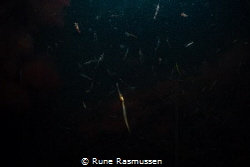 pipe fish having shrimp tonight by Rune Rasmussen 